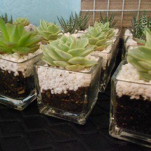 Set of 6  glass  votive candle holder / planter